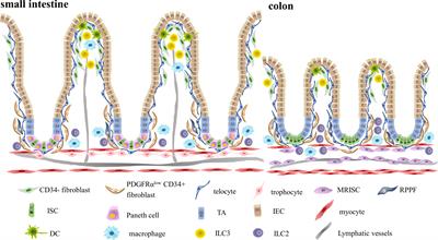 Immune niches orchestrated by intestinal mesenchymal stromal cells lining the crypt-villus